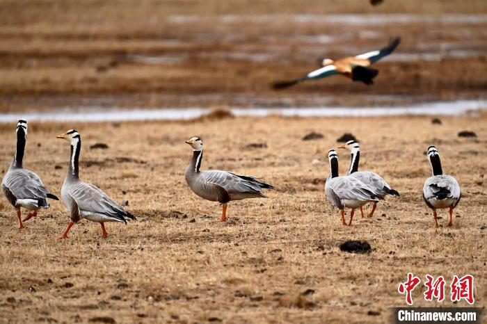 圖為成群的斑頭雁?！“?攝