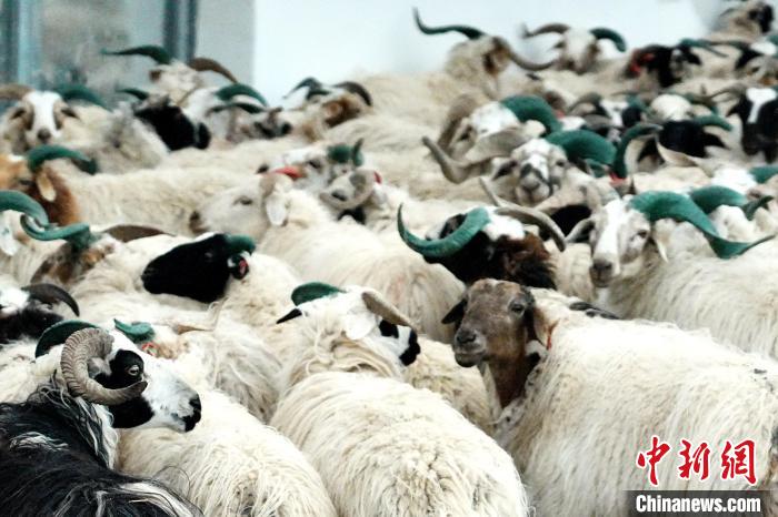 圖為被評為國家農(nóng)產(chǎn)品地理標(biāo)志保護產(chǎn)品的剛察藏羊進場入圈?！〔讨绢?攝