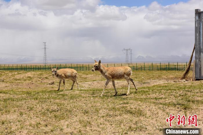圖為可可西里國家級自然保護(hù)區(qū)內(nèi)的藏羚羊?！埢⒖?攝
