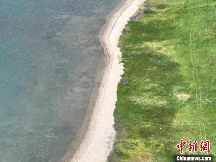 圖為航拍仲夏時節(jié)，青海湖畔綠茵如毯。　祁增蓓 攝