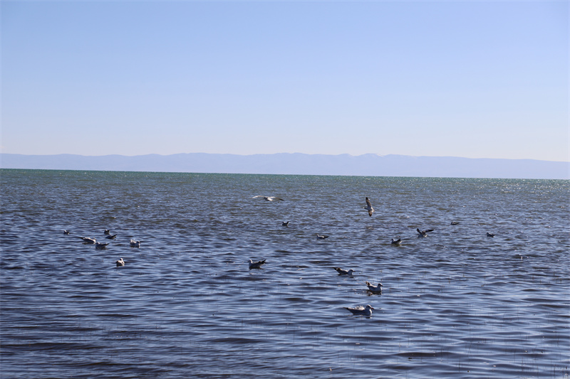 青海湖北岸仙女灣。才旦桑吾攝