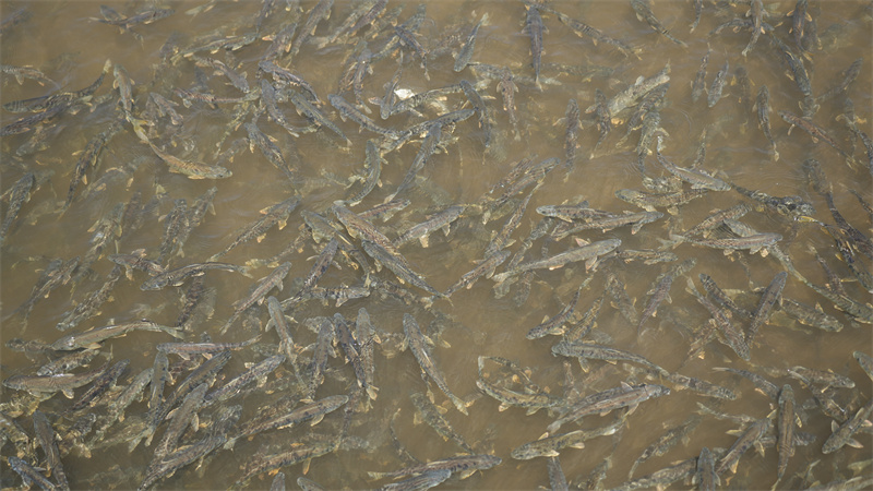 青海湖裸鯉。