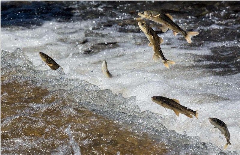 湟魚(yú)洄游。才旦桑吾攝