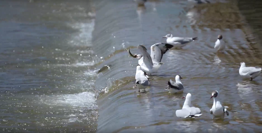 湟魚(yú)洄游奇觀。包雷攝