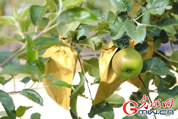 我們的家園｜小蘋果帶動(dòng)大產(chǎn)業(yè)，帶你看看這座阿壩州小村的鄉(xiāng)村振興新模式