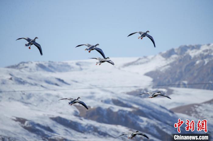 青海玉樹(shù):隆寶灘國(guó)際重要濕地迎來(lái)成群越冬候鳥