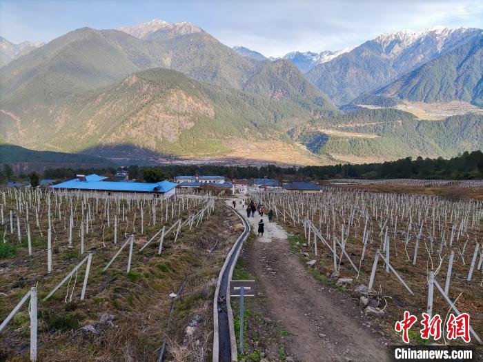西藏林芝下察隅鎮(zhèn)的獼猴桃種植園?！〗w波 攝