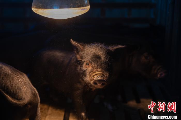 圖為藏豬被稱為“高原之珍”，以口感佳、營養(yǎng)價(jià)值高而聞名?！『闻罾?攝