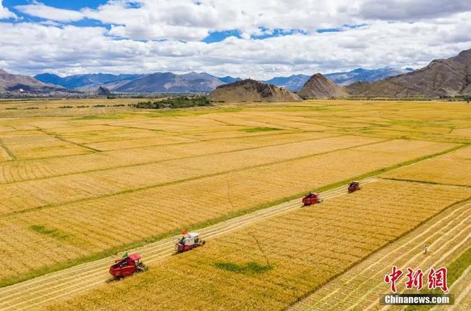 資料圖：西藏日喀則市江孜縣紫金鄉(xiāng)努堆村村民利用收割機收青稞。<a target='_blank' ><p  align=