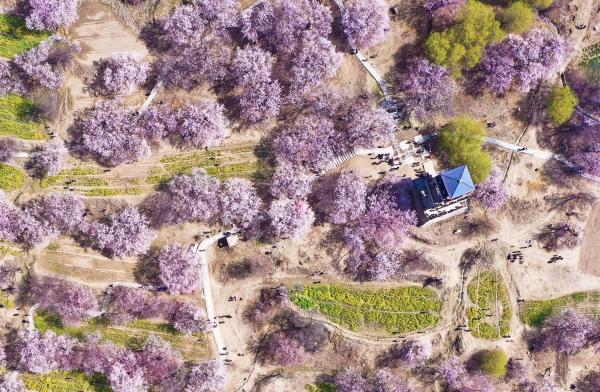 世外桃源！一組圖告訴你，西藏林芝桃花能有多美