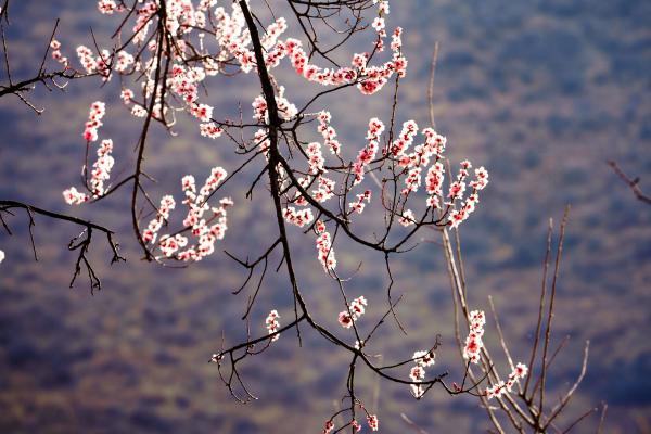 世外桃源！一組圖告訴你，西藏林芝桃花能有多美
