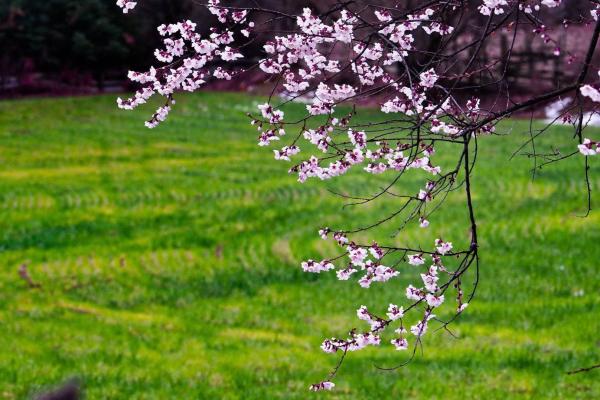世外桃源！一組圖告訴你，西藏林芝桃花能有多美