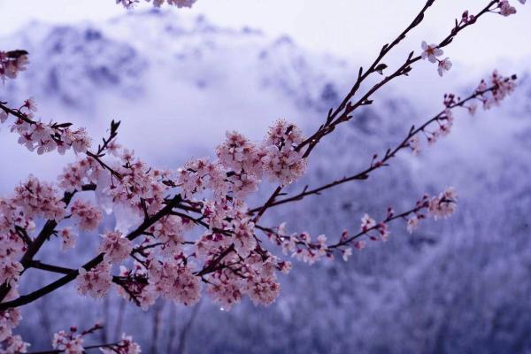 世外桃源！一組圖告訴你，西藏林芝桃花能有多美