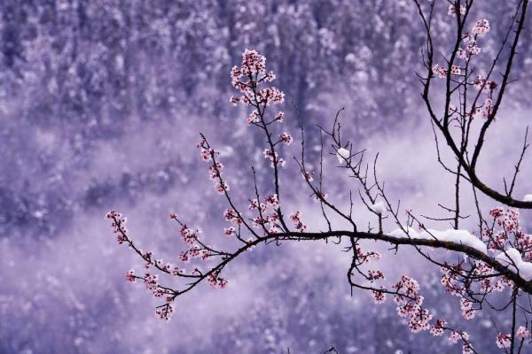 世外桃源！一組圖告訴你，西藏林芝桃花能有多美
