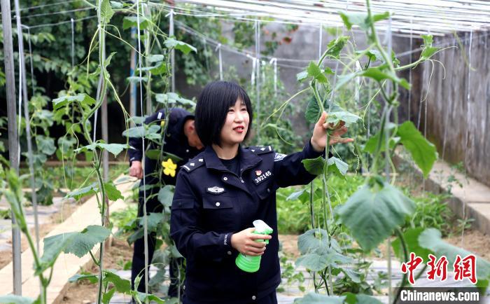 圖為李冬雪在溫室大棚里勞作?！∥鞑爻鋈刖尺叿罊z查總站供圖