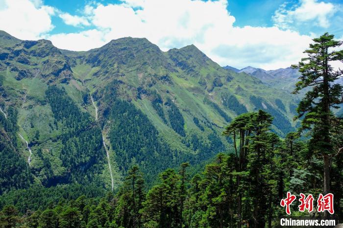 圖為西藏玉麥鄉(xiāng)森林資源。(資料圖) 江飛波 攝