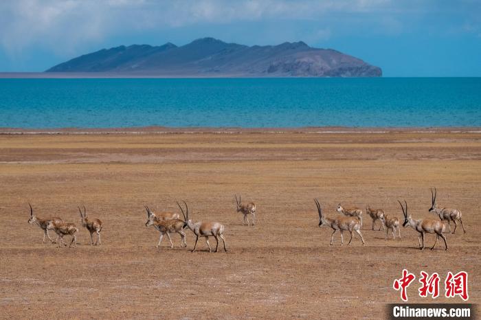 圖為西藏第一大湖色林錯湖畔的藏羚羊群休閑覓食?！〗w波 攝