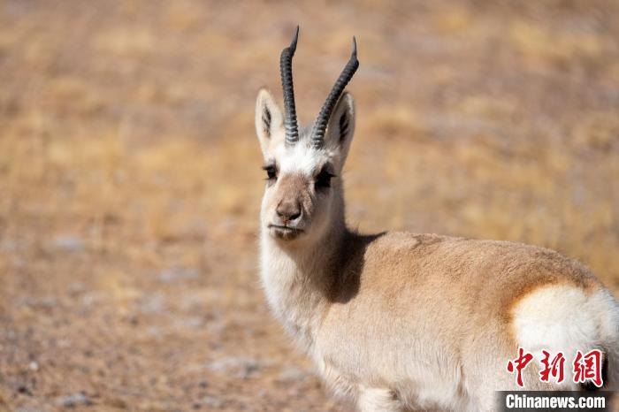 圖為西藏藏原羚，藏原羚是青藏高原特有種，也被稱為西藏黃羊?！〗w波 攝
