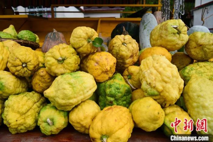 墨脫大檸檬，學(xué)名香櫞，和檸檬均為蕓香科植物。(<a target='_blank' href='/'><p  align=