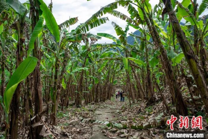 墨脫公路沿線的芭蕉林。