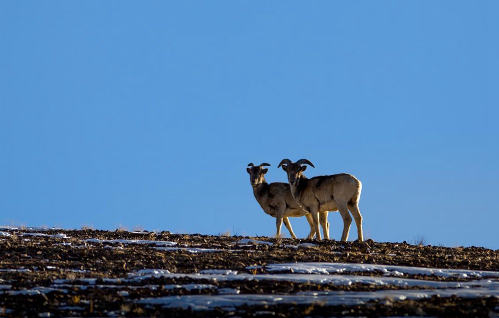 盤羊。金阿次仁攝