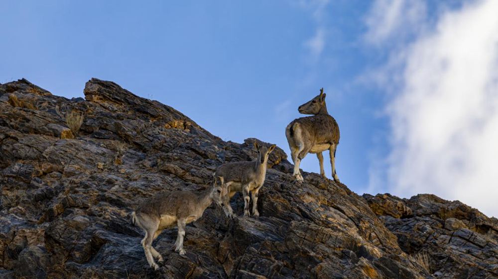 巖羊。金阿次仁攝