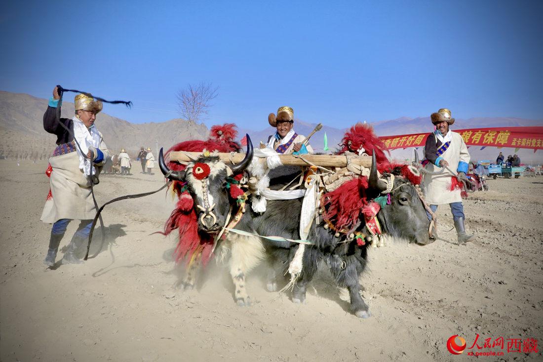 在過去漫長的歲月里，牦牛是農(nóng)耕的主力，“二牛抬杠”代表了一個(gè)時(shí)代。人民網(wǎng) 次仁羅布攝