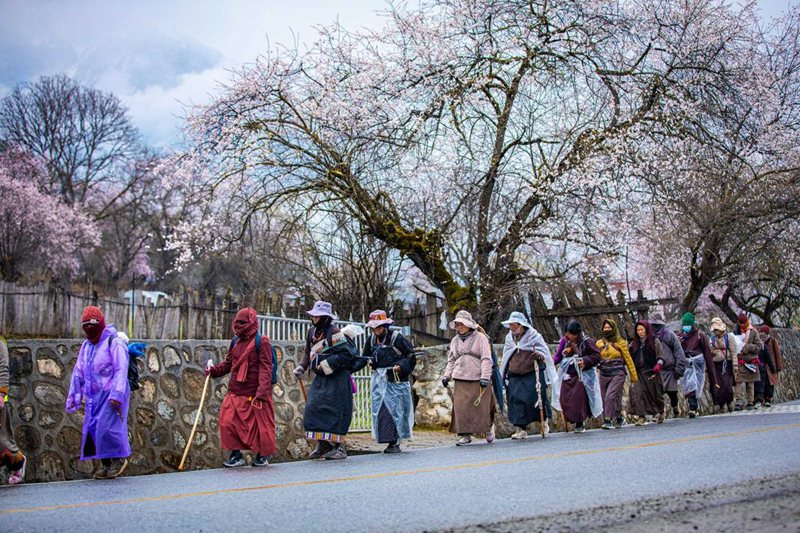 下雨了，漫步在桃花下的村民。張靜攝