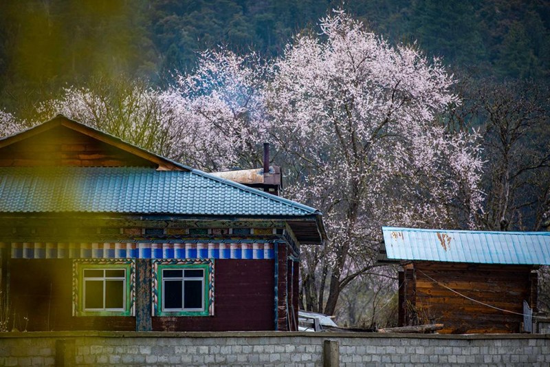 桃花掩映下的村莊。張靜攝