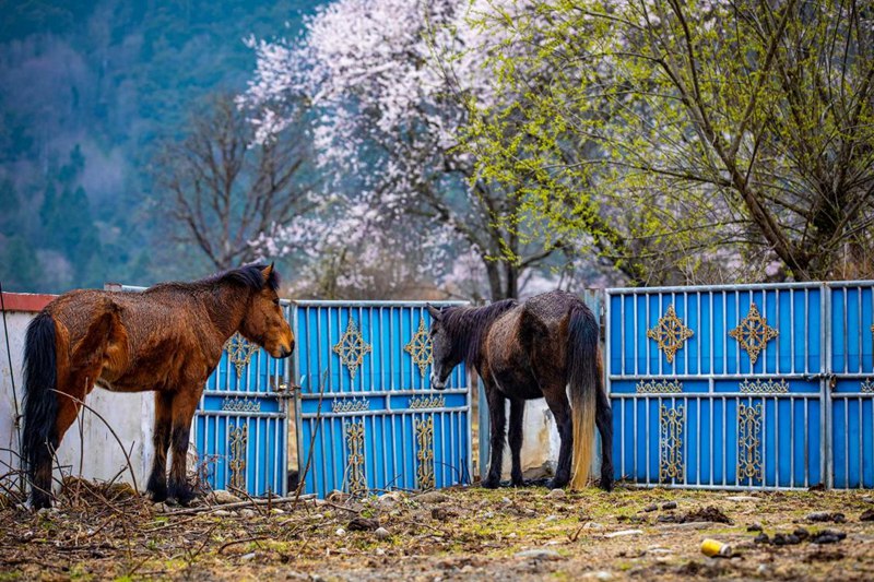 桃花下村莊。張靜攝