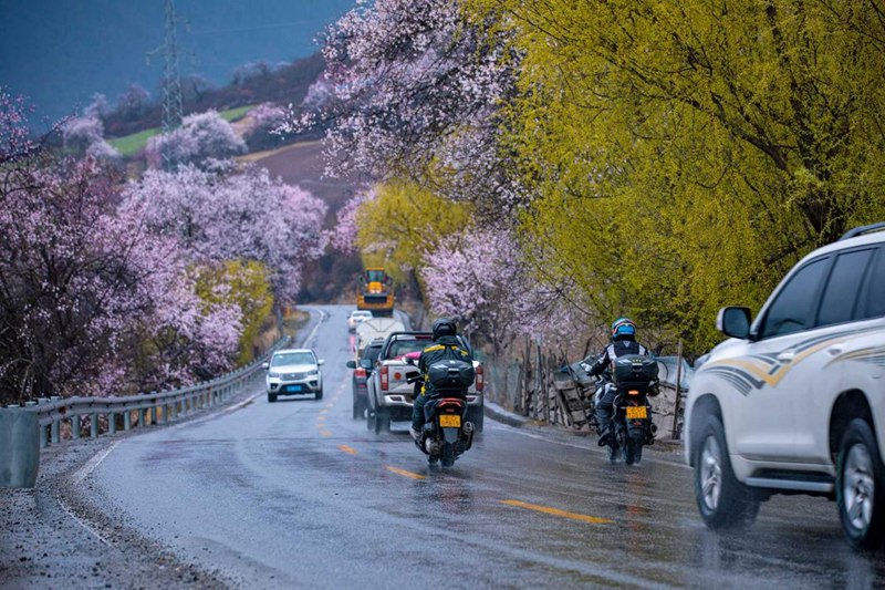 桃花林。張靜攝