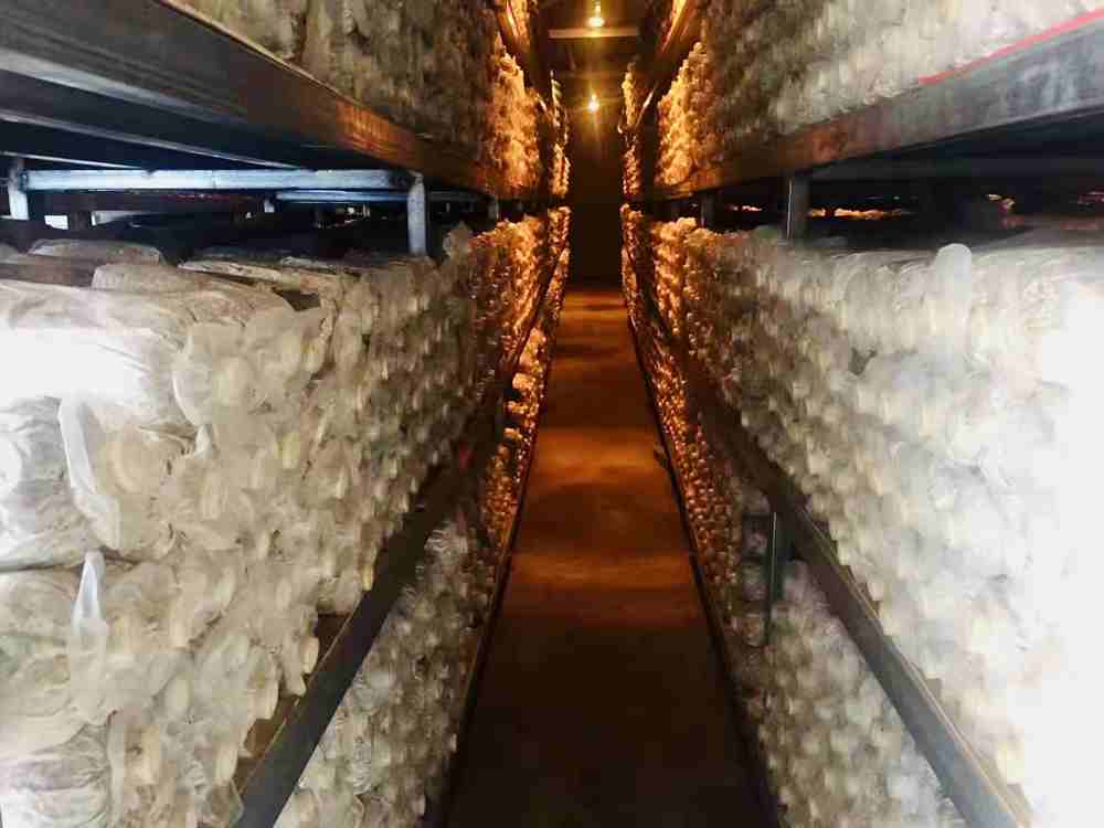 菌棒培育。索扎攝