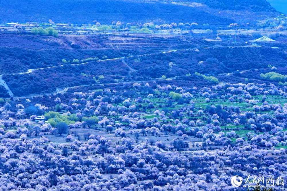 遠眺“桃花村”。人民網(wǎng) 李海霞攝