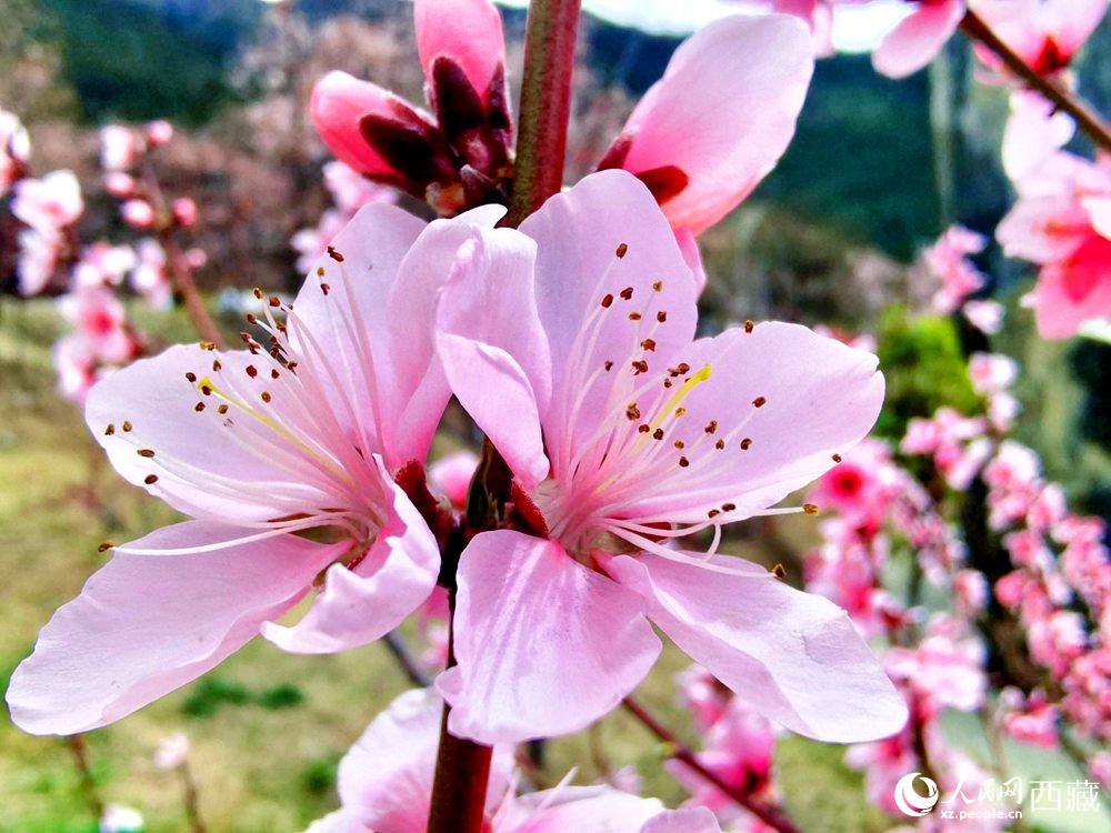 林芝桃花開。人民網(wǎng) 李海霞攝