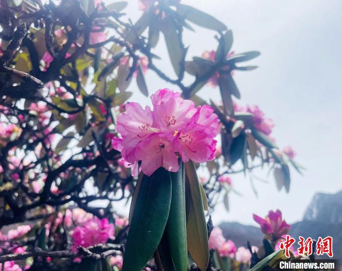 近日，西藏自治區(qū)山南市加查縣索囊溝的杜鵑花競相綻放?！∪轿木?攝