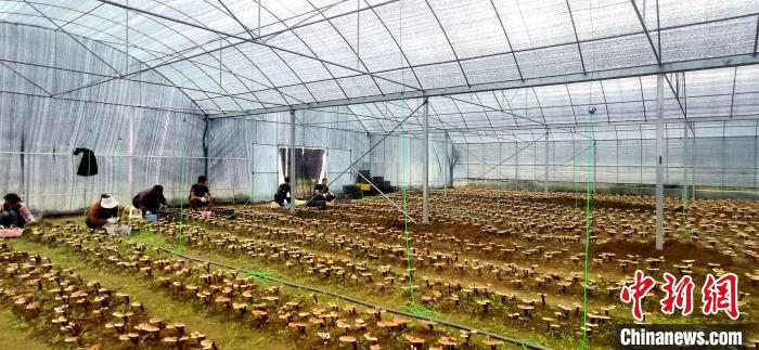 圖為紅太陽科技示范家庭農(nóng)場組織民眾采收靈芝?！∑酱胪喙﹫D