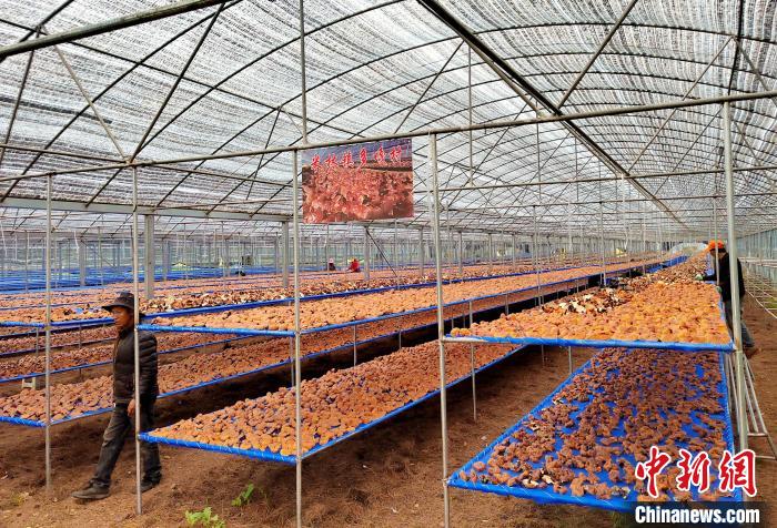 圖為紅太陽科技示范家庭農(nóng)場采收的靈芝。　平措旺青供圖