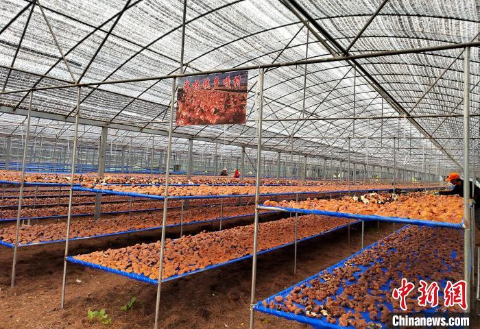 圖為紅太陽科技示范家庭農(nóng)場采收的靈芝?！∑酱胪喙﹫D