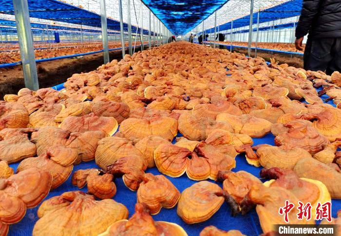 圖為紅太陽科技示范家庭農(nóng)場采收的靈芝?！∑酱胪喙﹫D