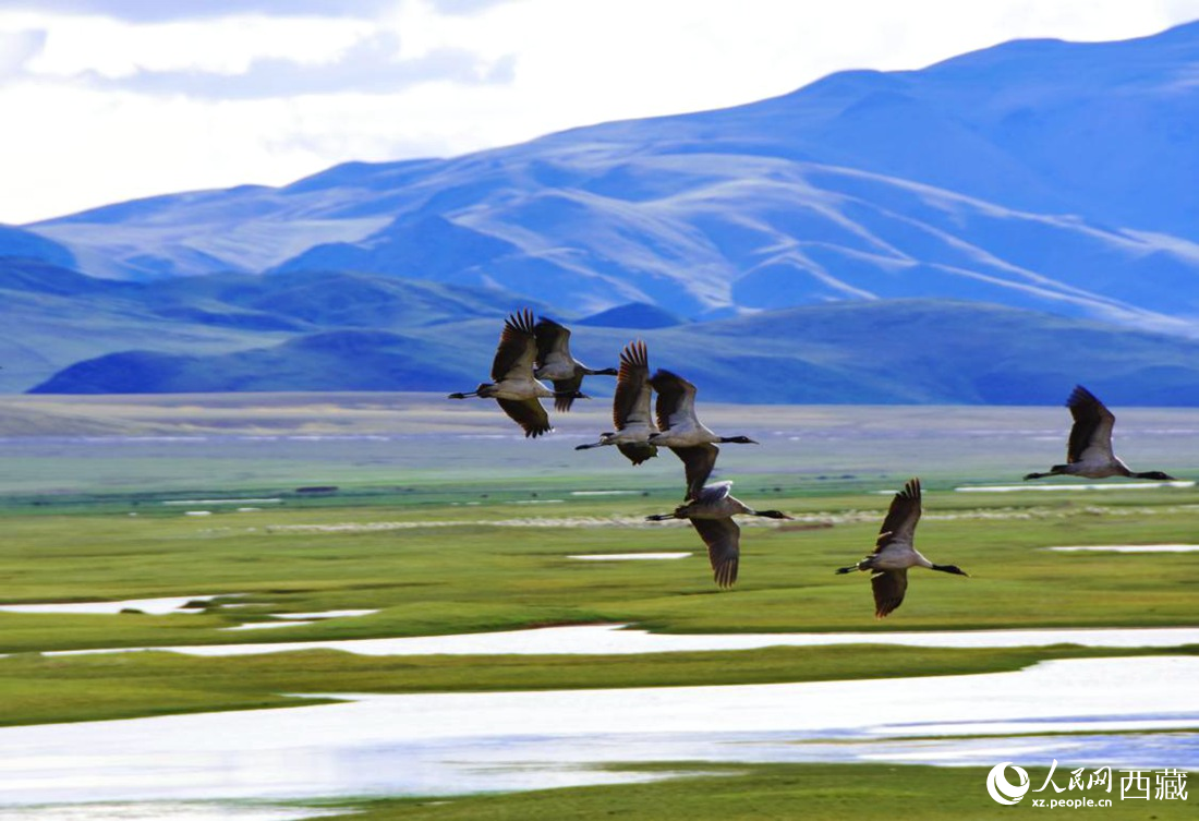 黑頸鶴在草原起舞。人民網(wǎng) 李海霞攝