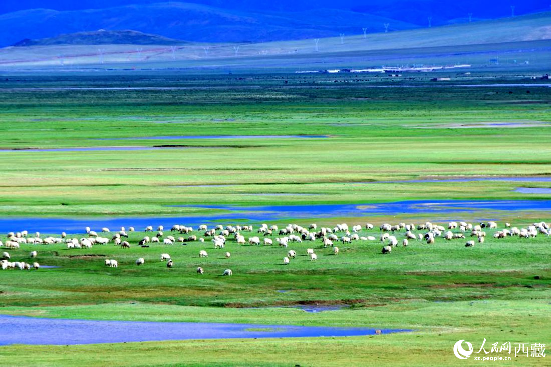 水草豐美的草原，牛羊悠閑覓食。人民網(wǎng) 李海霞攝