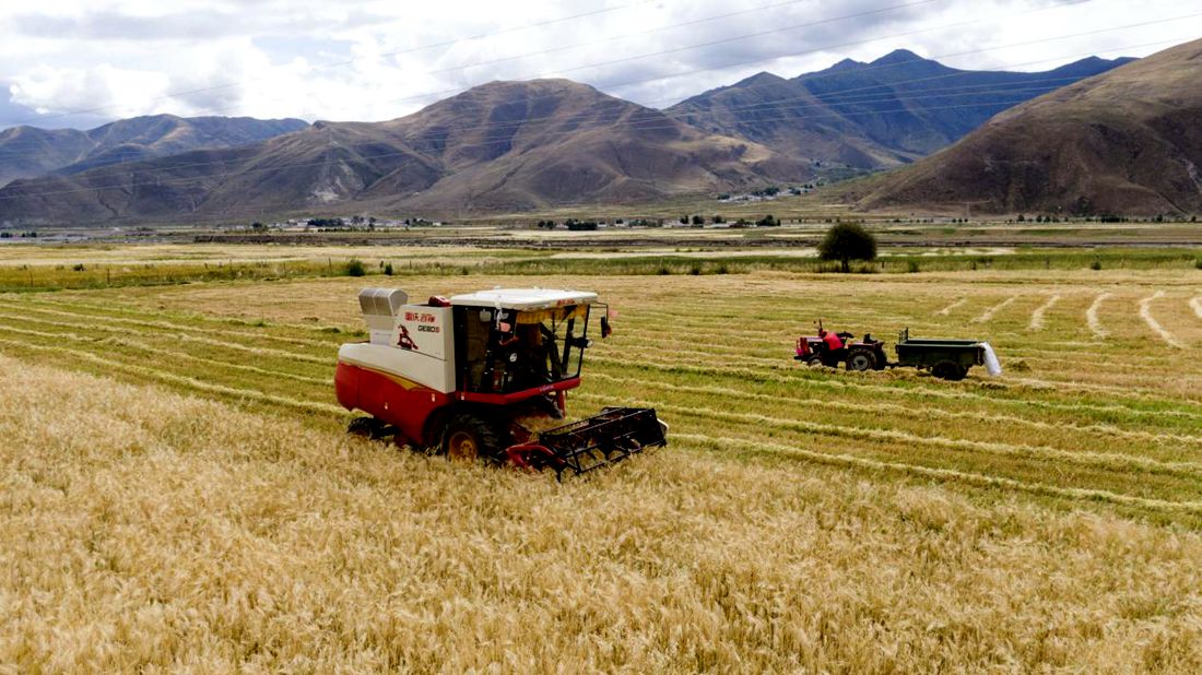 抗疫情、保秋收。洛克攝