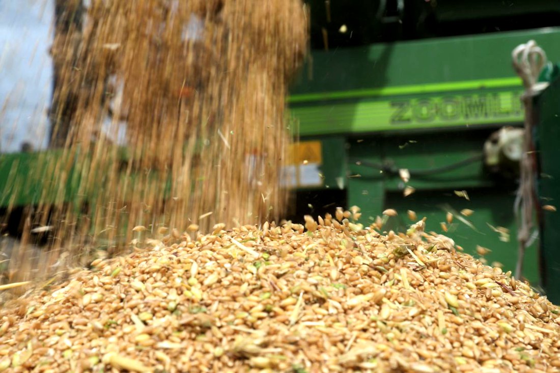 承載著希望的青稞，顆粒歸倉。洛克攝
