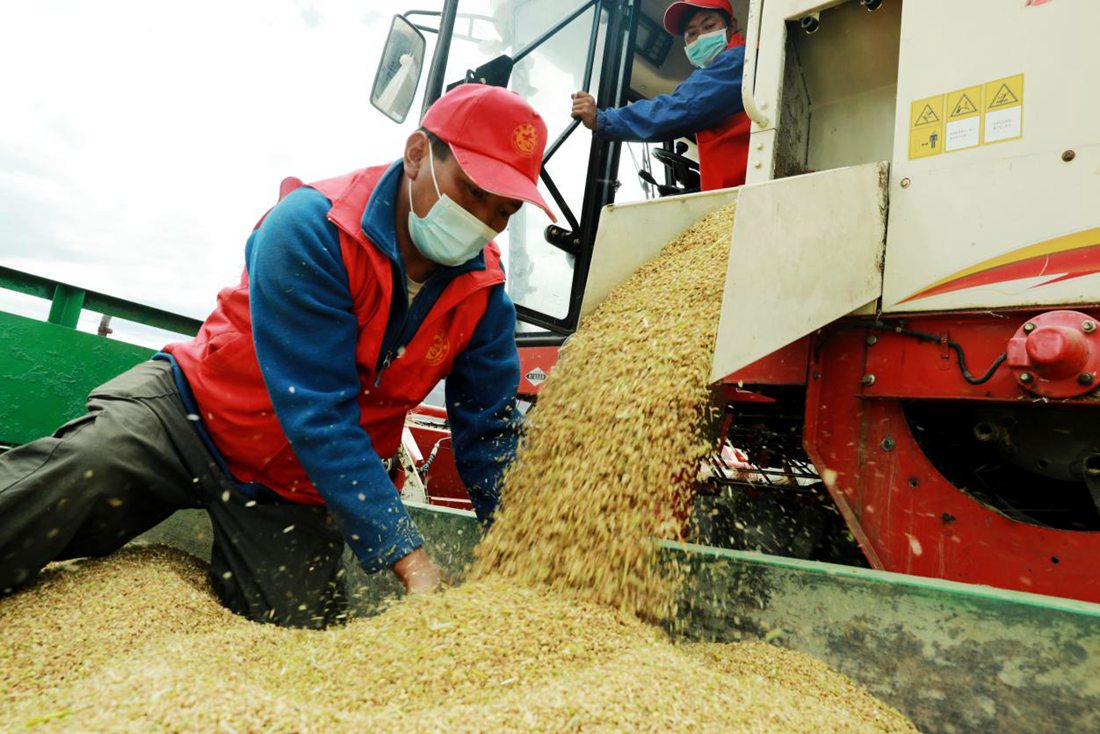 疫情之下，志愿者是田間最美的風(fēng)景。洛克攝