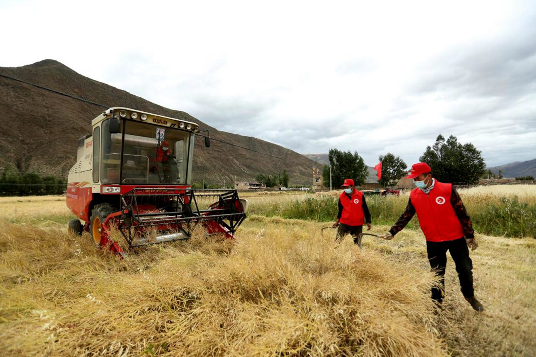 陣陣機(jī)械的轟鳴聲傳來豐收的喜悅。洛克攝
