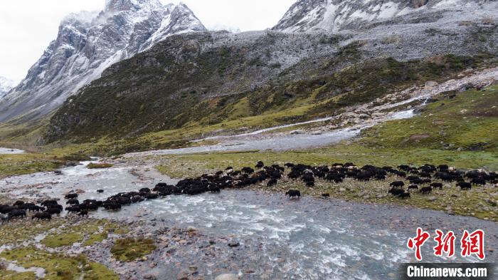 圖為轉(zhuǎn)場中的牦牛?！÷蹇?攝