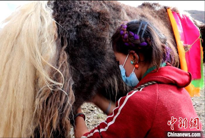 圖為牧民正在擠奶?！∪湛t文聯(lián)供圖