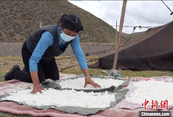 圖為牧民正在制作奶渣?！∪湛t文聯(lián)供圖