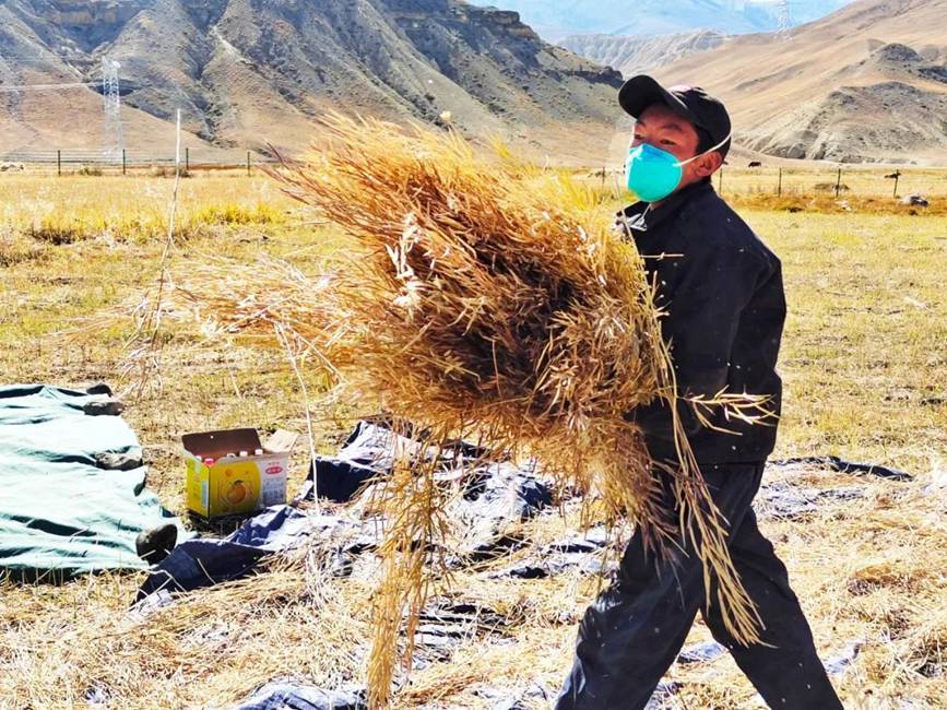 西藏吉?。簬愠两襟w驗秋收打場【2】