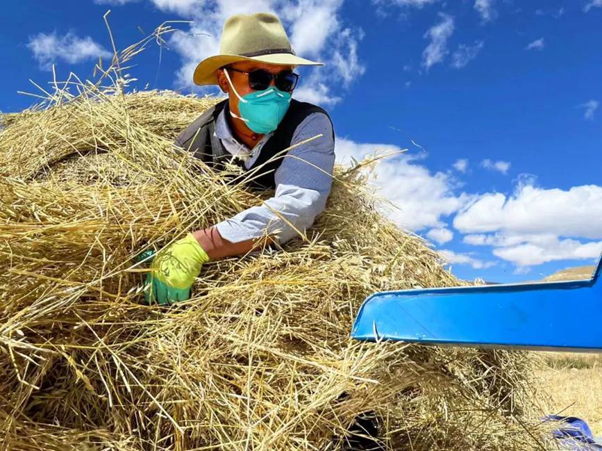 西藏吉?。簬愠两襟w驗秋收打場【3】